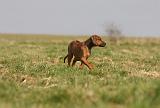 RODESIAN RIDGEBACK 139